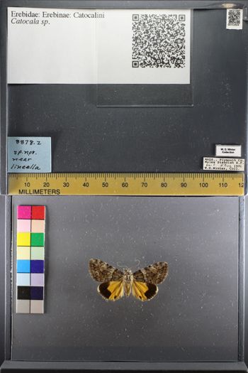 Media type: image;   Entomology 753924